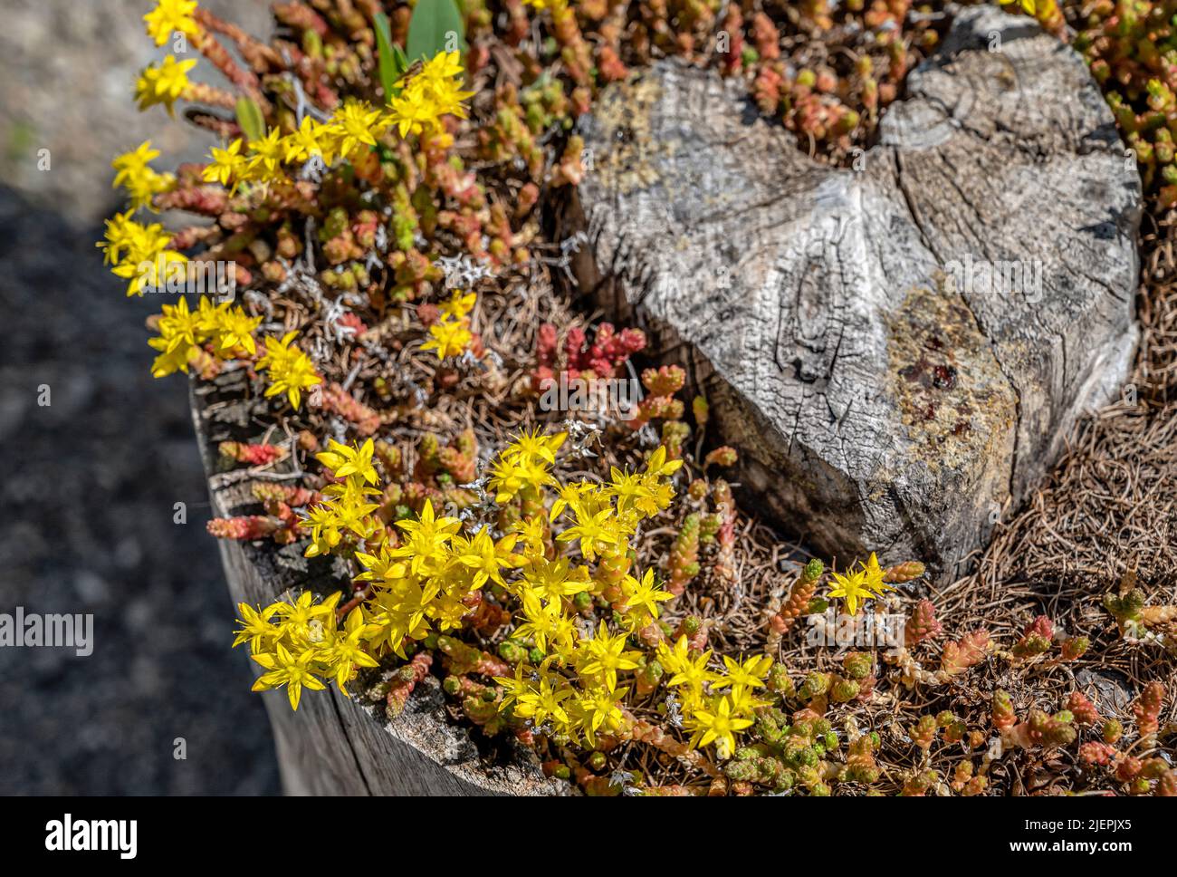 Scharfer Mauerpfeffer, Sedum acre, Goldmoossteinekrop Stockfoto