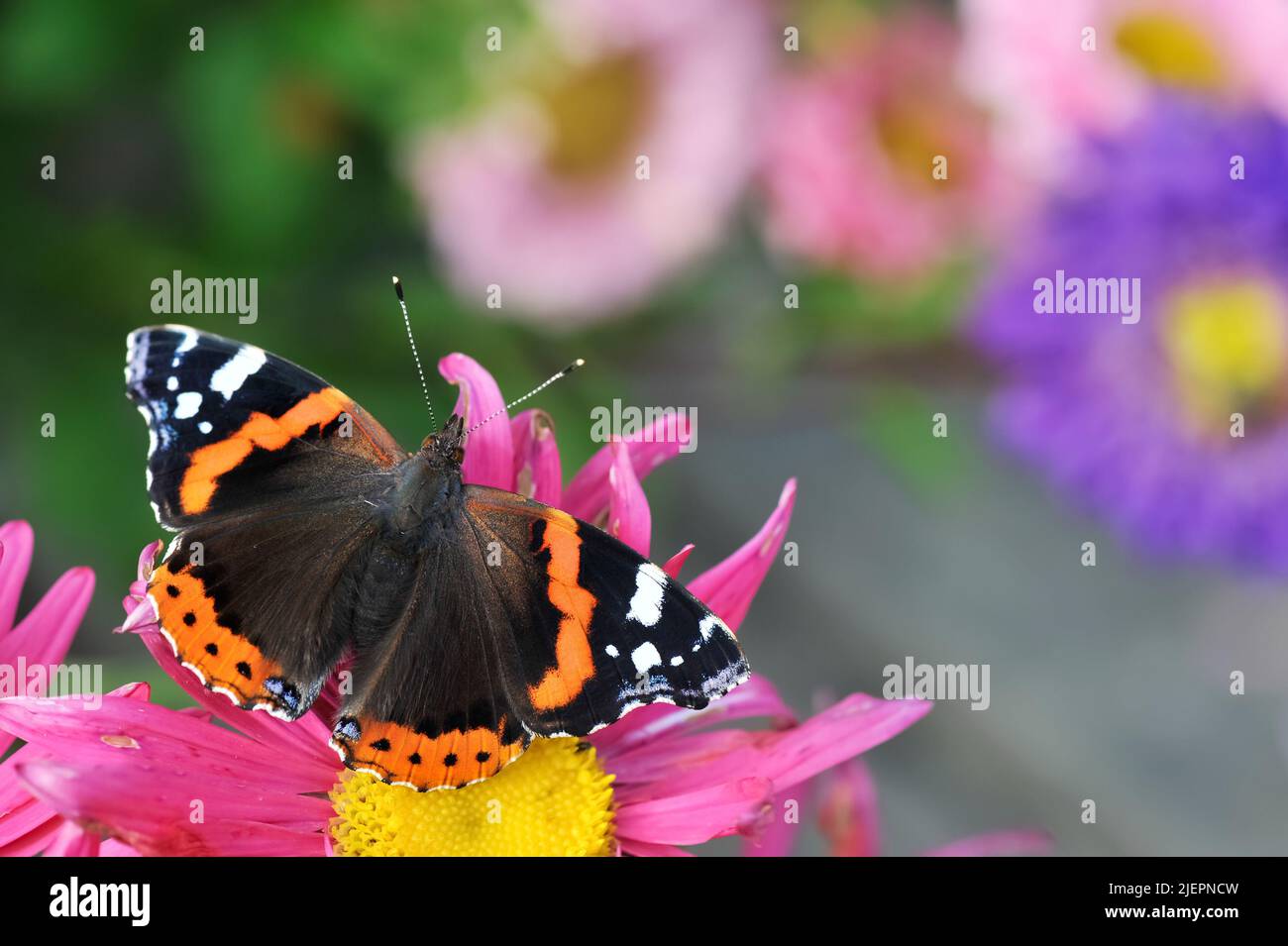 Nahaufnahme von Vanessa atalanta, dem roten Admiral-Schmetterling auf Gartenblume Stockfoto