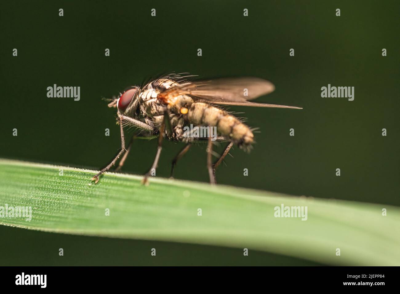 Makroaufnahme einer Hylemya - Einer Gattung von Wurzelmaggot-Fliegen - die auf einem grünen Grasblatt sitzt Stockfoto