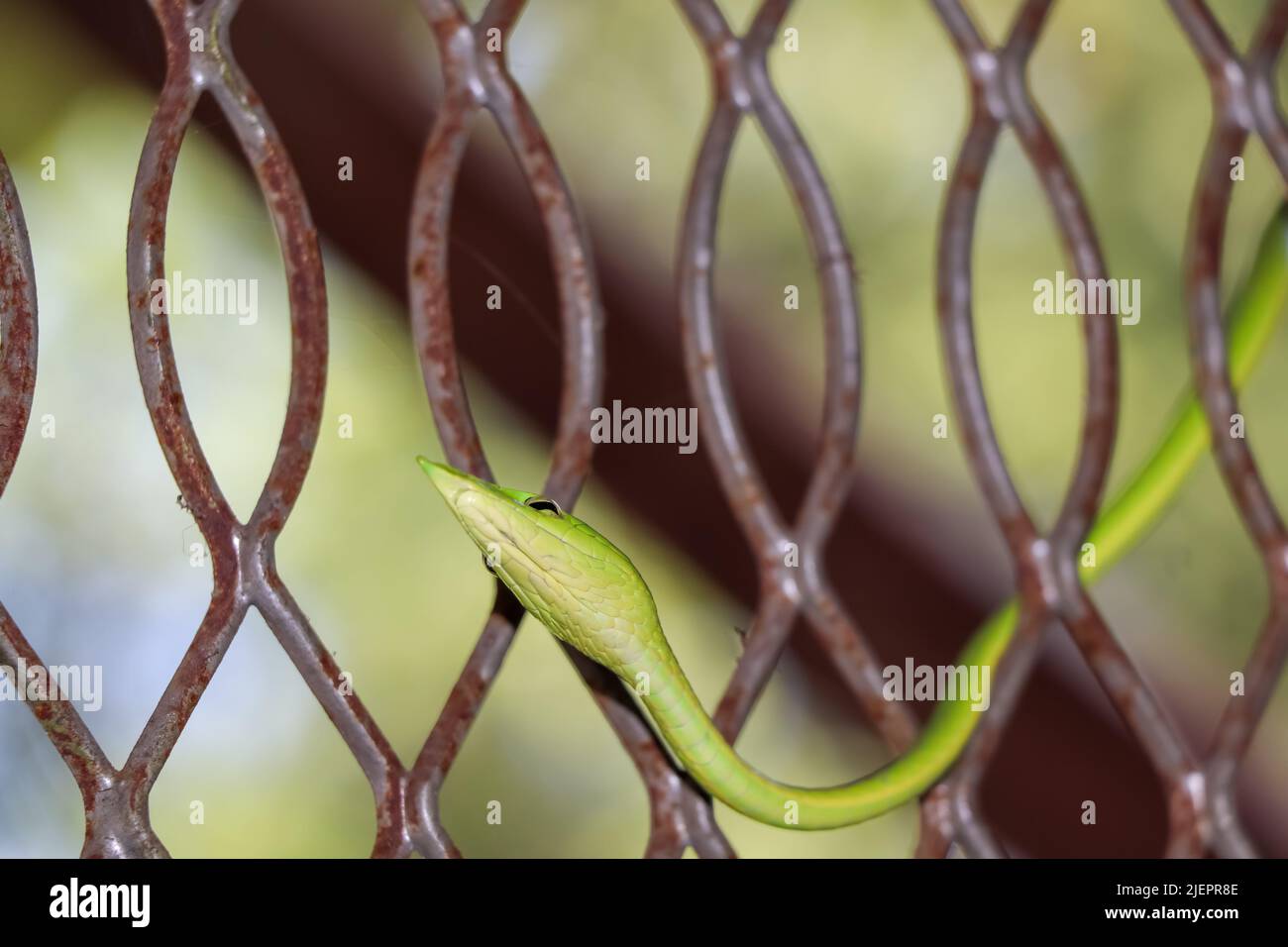 Ahaetulla prasina in der Wand und giftig Stockfoto