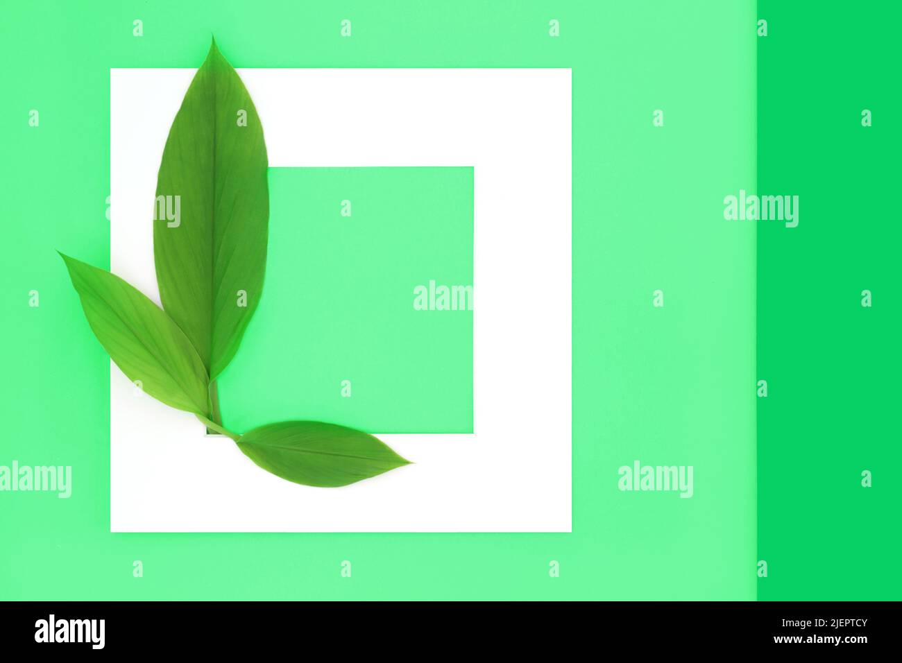 Kurkuma Blätter abstrakten Hintergrund mit weißem Rahmen. Minimalistisches Borddesign mit umweltfreundlichem Design, zweifarbig. Speicherplatz kopieren. Stockfoto