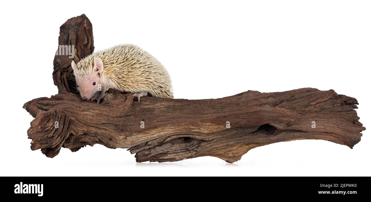 Niedlicher Tenrec, der auf einem getrockneten dunkelbraunen Holzzweig steht. Isoliert auf weißem Hintergrund. Stockfoto