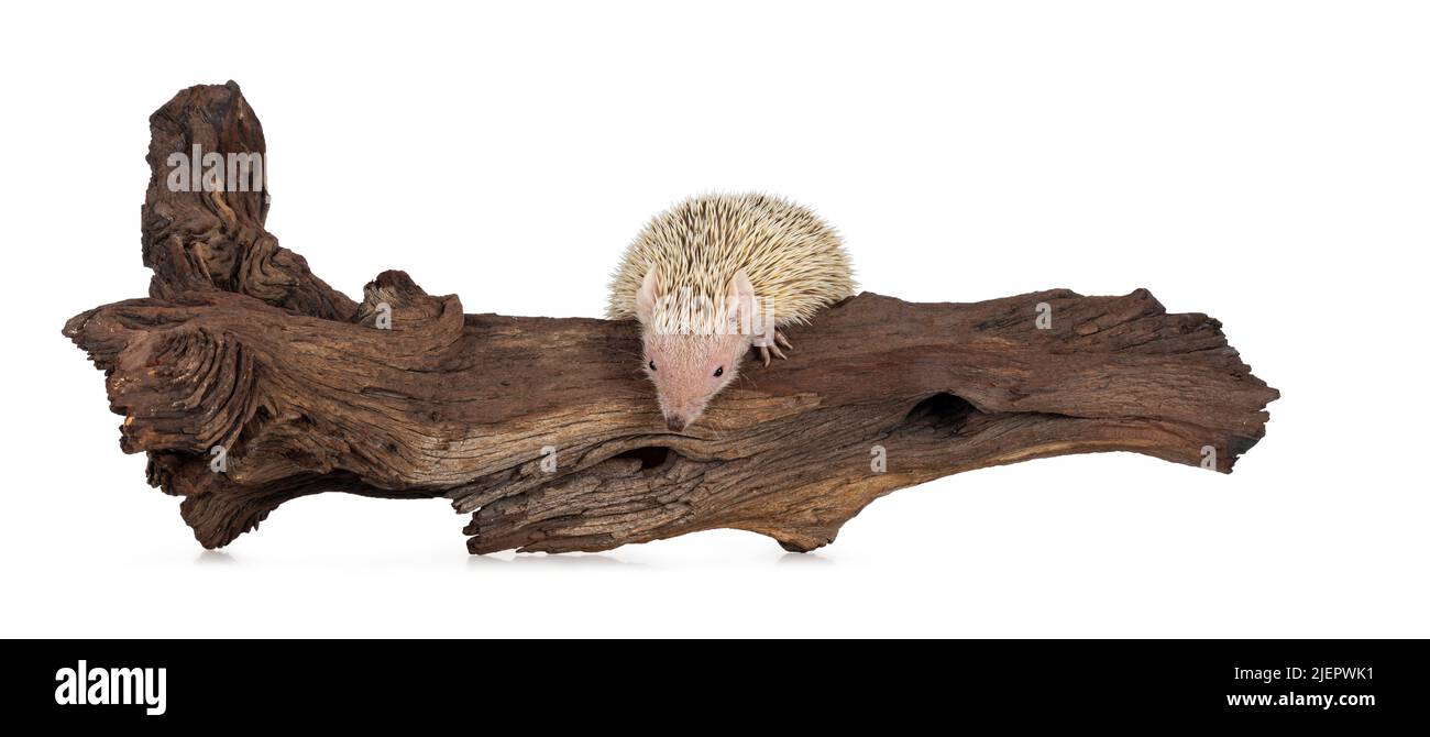 Niedlicher Tenrec, der auf einem getrockneten dunkelbraunen Holzzweig steht. Isoliert auf weißem Hintergrund. Stockfoto