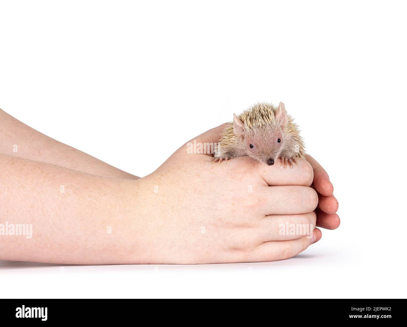 Tenrec wird in menschlichen Händen gehalten. Isoliert auf weißem Hintergrund. Stockfoto