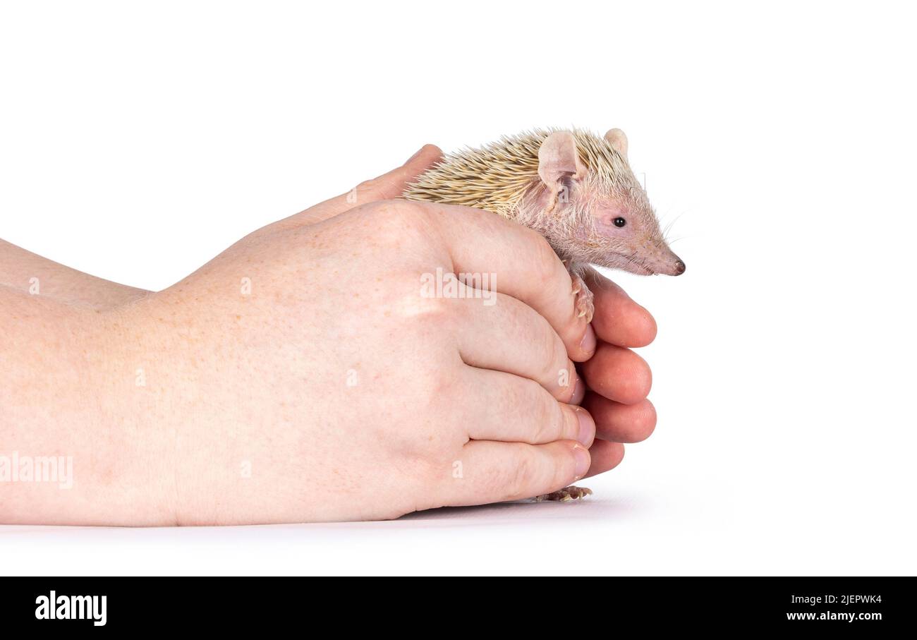 Tenrec wird in menschlichen Händen gehalten. Isoliert auf weißem Hintergrund. Stockfoto