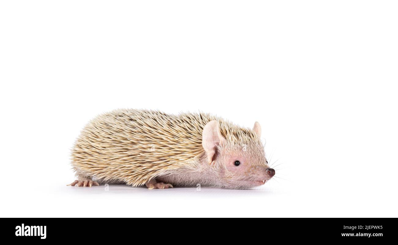 Niedliche tenrec zu Fuß Seitenwege. Isoliert auf einem weißen Hintergrund. Stockfoto