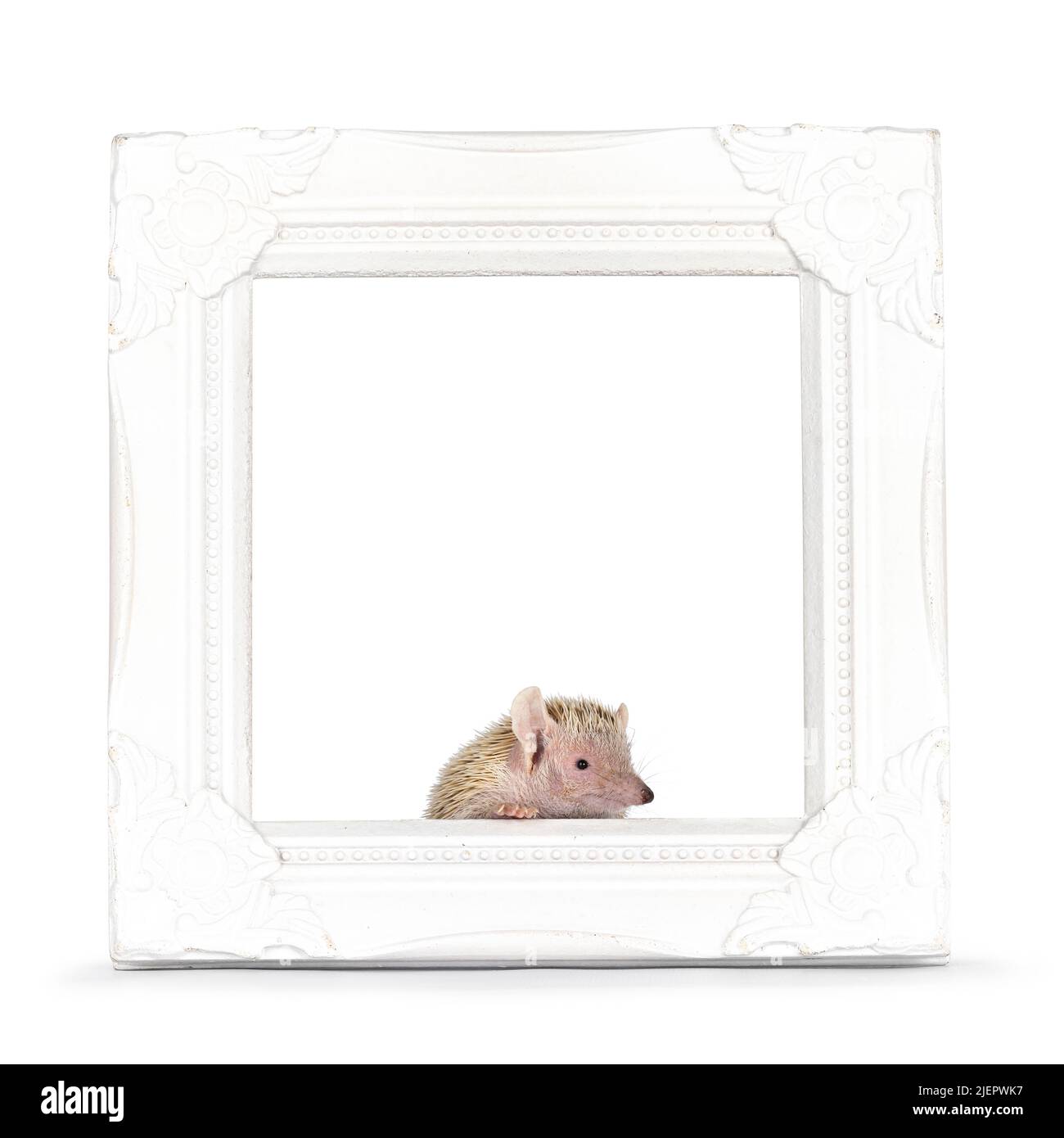 Niedlicher Tenrec sitzt in weißem leeren Fotorahmen. Isoliert auf weißem Hintergrund. Stockfoto