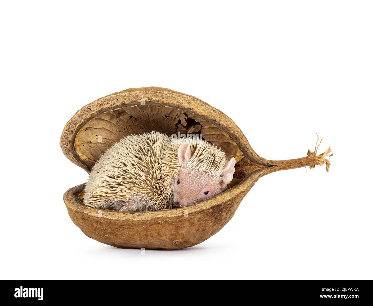 Niedliche Tenrec legen zusammengerollt in leere buddha-Nuss-Schale. Isoliert auf einem weißen Abgrund. Stockfoto