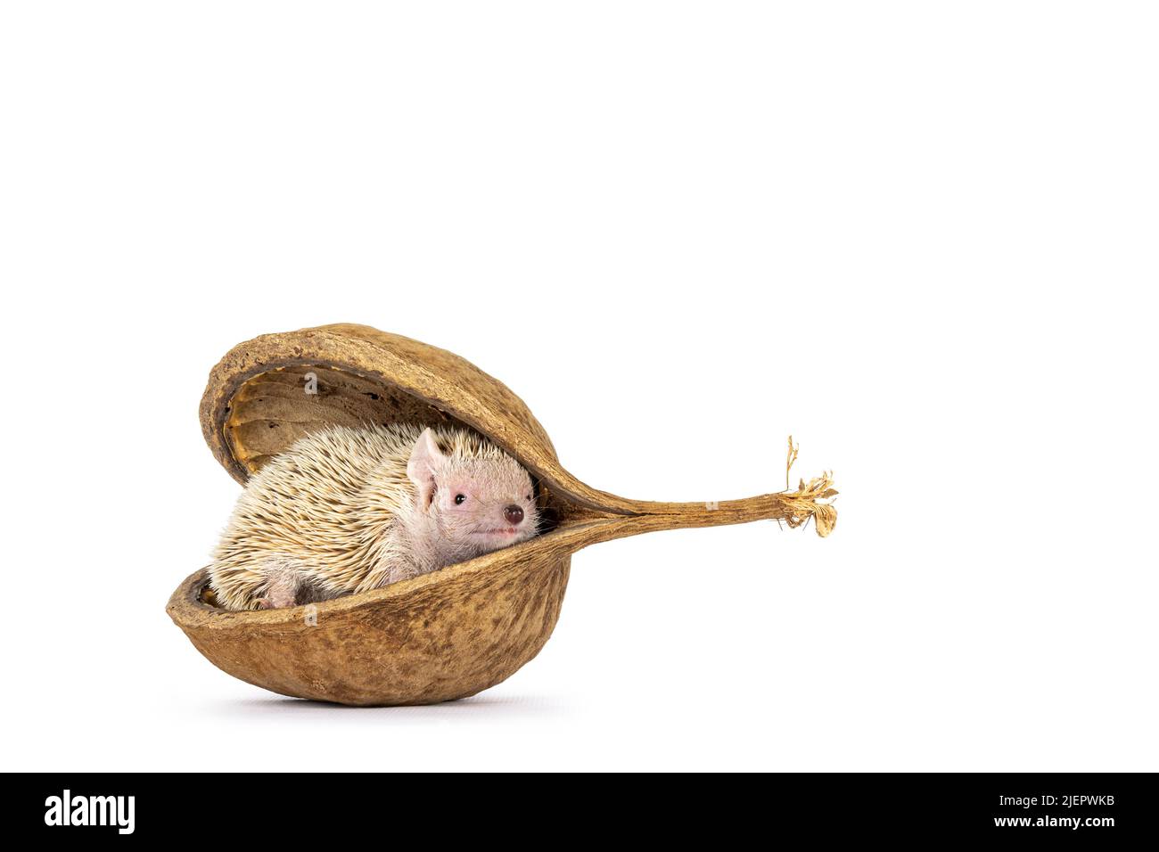 Niedlicher Tenrec versteckt sich in einer leeren buddha-Nussschale. Isoliert auf einem weißen Abgrund. Stockfoto
