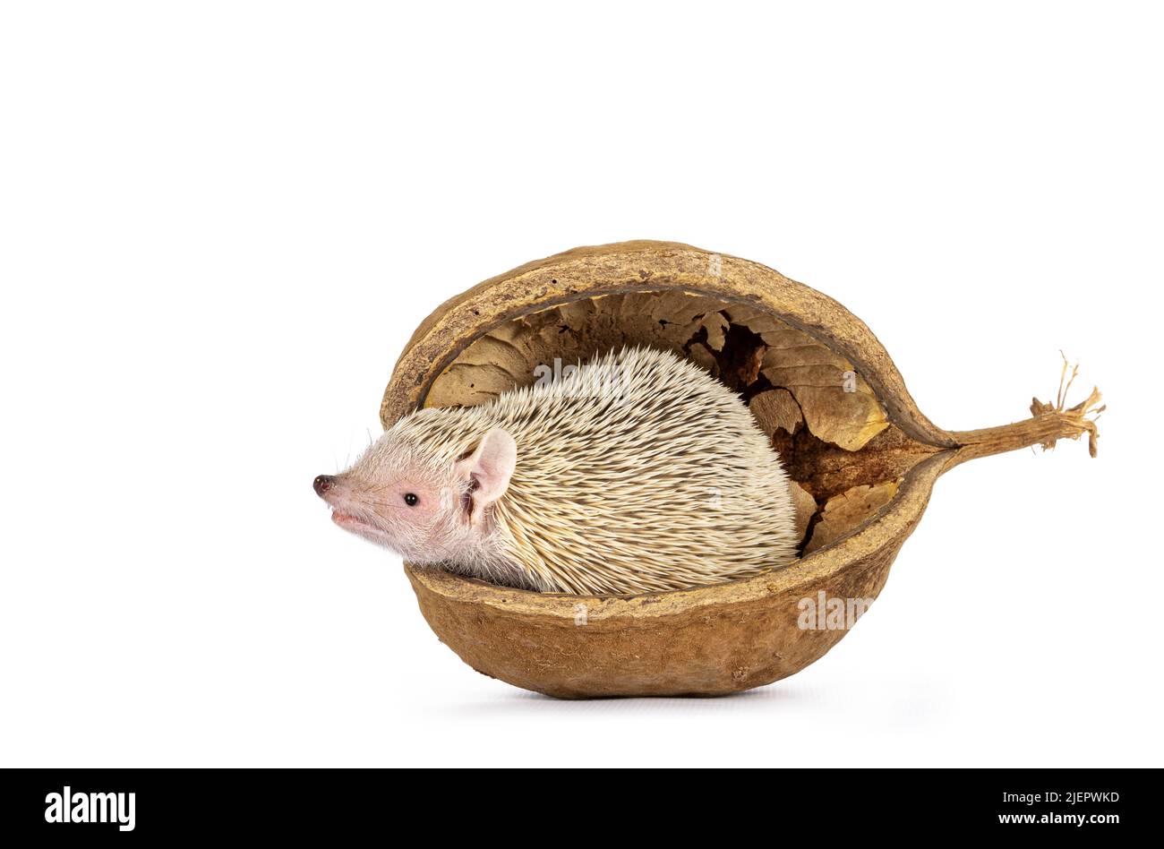 Niedlicher Tenrec, der in einer leeren buddha-Nussschale sitzt. Isoliert auf einem weißen Abgrund. Stockfoto