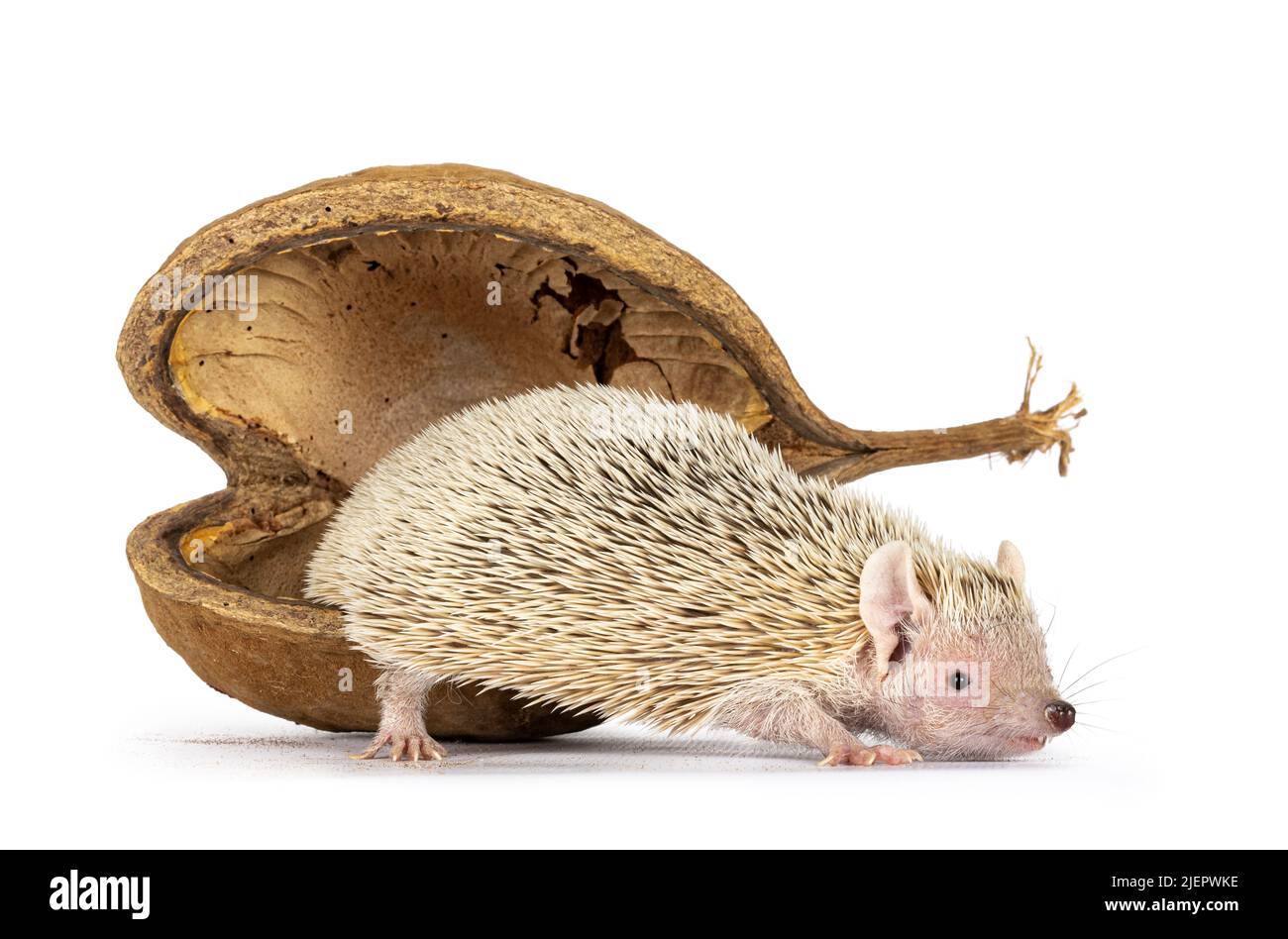 Niedlicher Tenrec, der aus einer leeren buddha-Nussschale tritt. Isoliert auf einem weißen Abgrund. Stockfoto