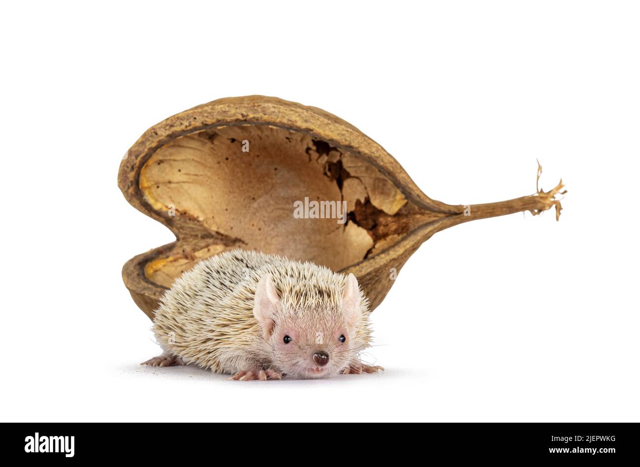 Niedlicher Tenrec, der vor einer leeren buddha-Nussschale steht. Isoliert auf einem weißen Abgrund. Stockfoto