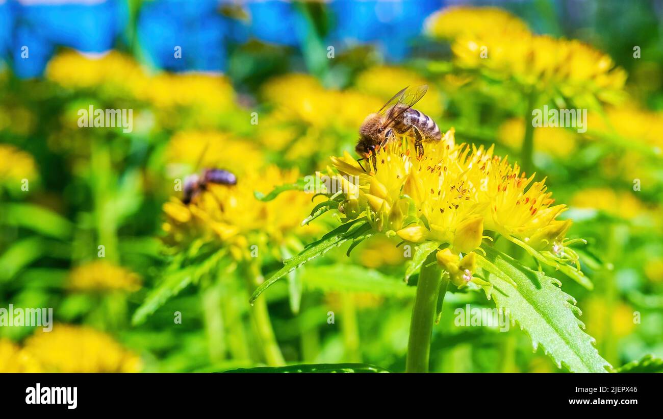 Honigbiene auf einer gelben Blume. Sedum Stockfoto