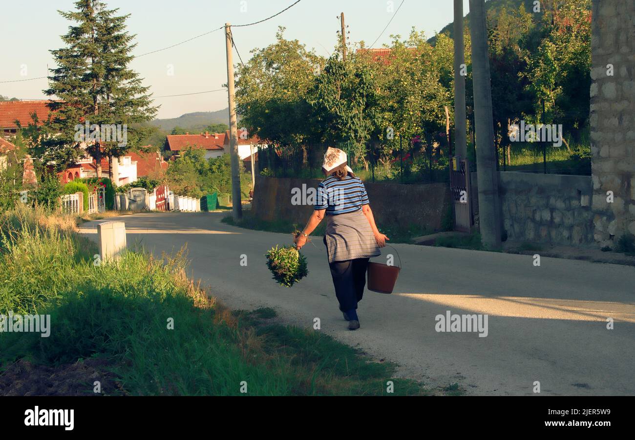 Eine Frau kehrt mit frischen Kräutern in der Hand von den Feldern zurück, die serben im Landkreis Despotovac, das ländliche Leben in Zentralserbien Stockfoto