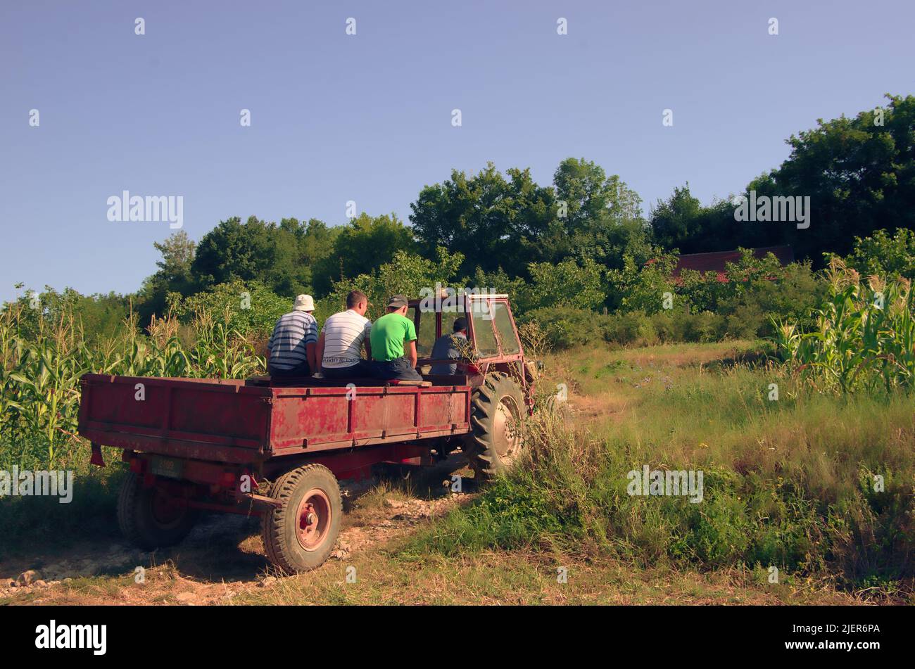Eine Gruppe von Männern auf einem Traktor geht zur Arbeit auf dem Gebiet von Zentralserbien Stockfoto