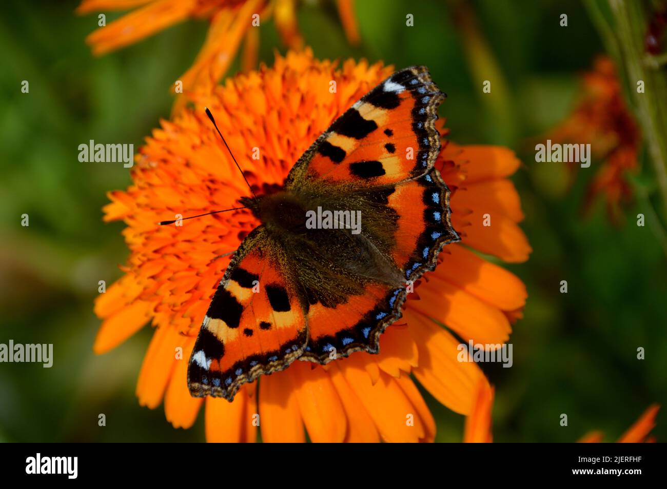 Kleiner Tortoiseshell-Schmetterling auf Orangentopf Ringelblume Calendula Officinalis 'Neon'-Blume, angebaut im RHS Garden Harlow Carr, Harrogate, Yorkshire, Großbritannien. Stockfoto