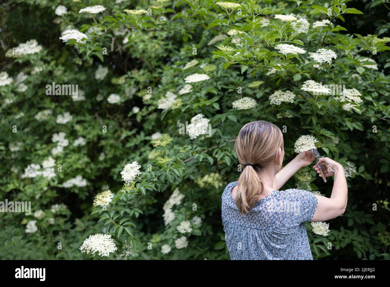 Rückansicht Der Frau, Die Nach Wildlaus Von Bush Mit Gartenschere Und Dem Einlegen Des Korbes Gessordert Und Geschnitten Hat Stockfoto