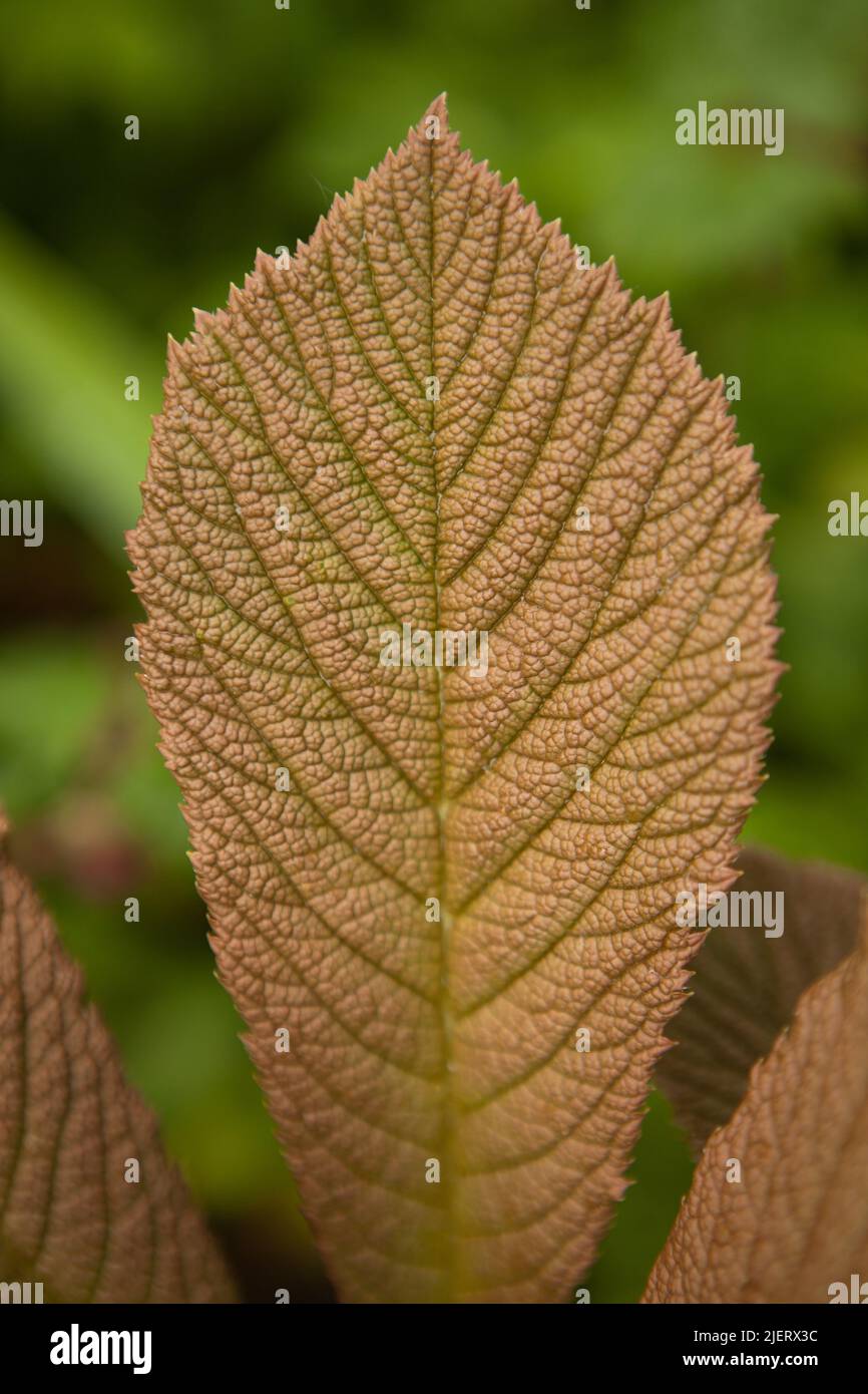 rodgersia braunes Blatt aus nächster Nähe. Gartenpflanze feine Dankblätter und braune Farben Stockfoto