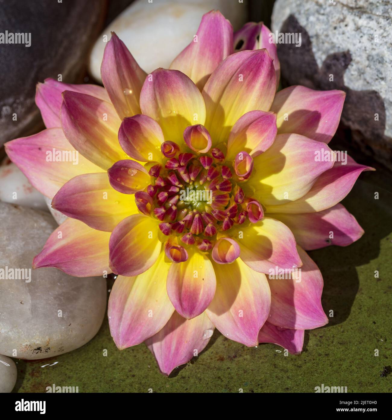 „Hypnotica Rose Bicolor“ Garden Dahlia, Sommardahlia (Dahlia hybrida) Stockfoto