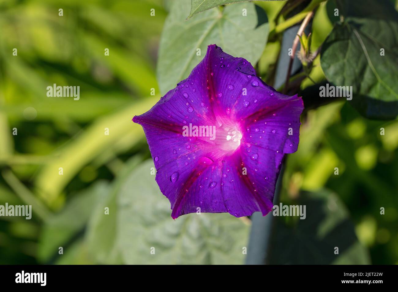 „Opa Ott“ Morning Glory, Purpurvinda (Ipomoea purpurea) Stockfoto