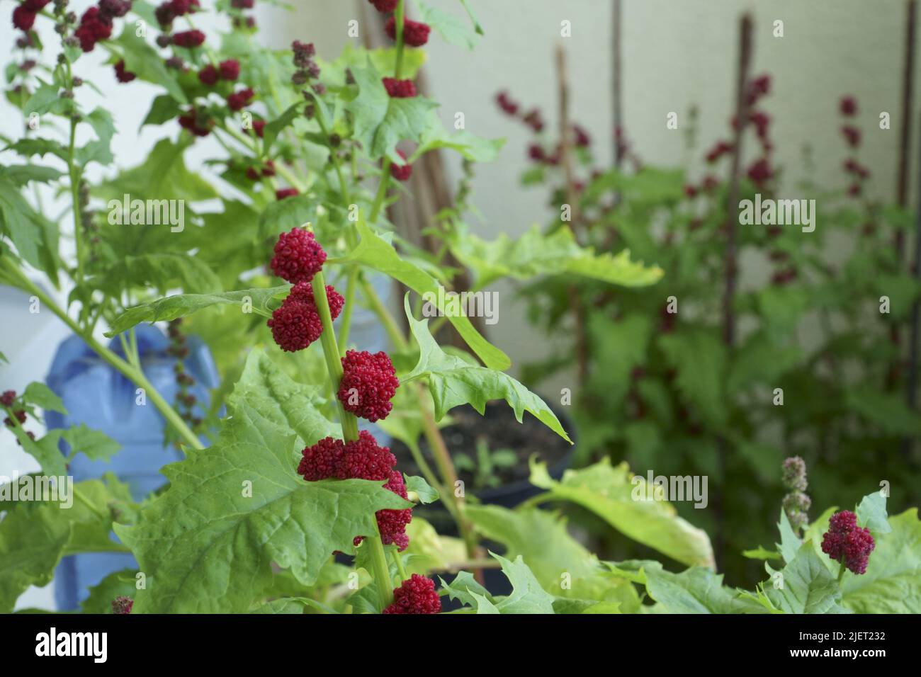 In einem Balkongarten, der in Töpfen angebaut wird, gibt es grüne Stachelfußbeerpflanzen. Diese sind auch bekannt unter dem lateinischen Namen Blitum virgatum, (syn. Chenopodium fo Stockfoto