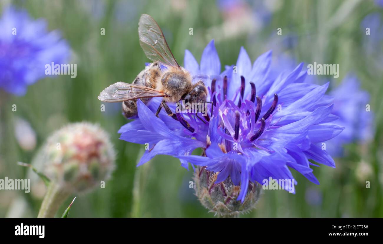 Biene auf einer Kornblume, eine blaue Blume im Garten. Stockfoto