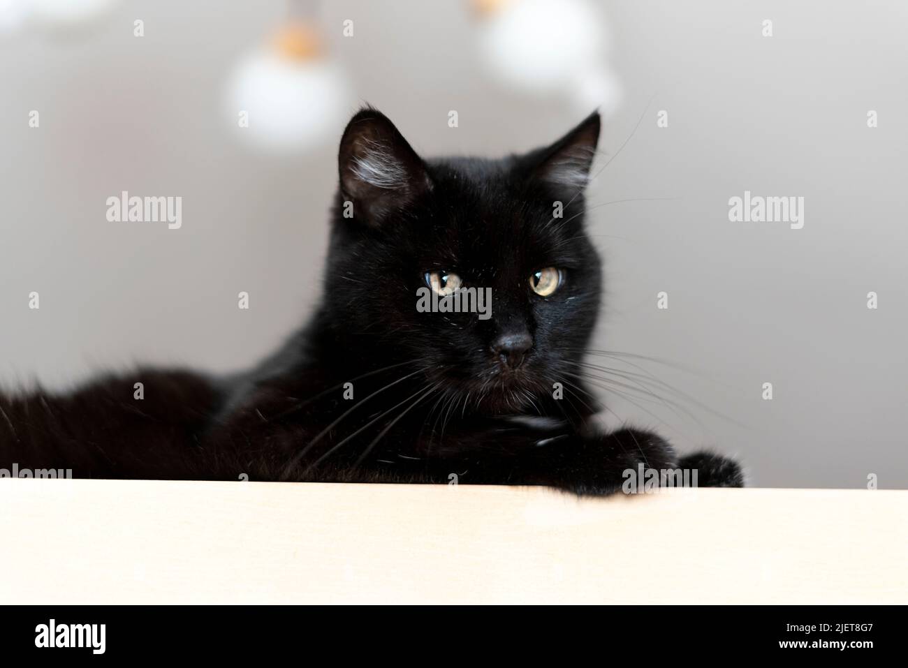 Hauskatze schwarz mit gelben Augen auf einem beigen Regal liegend und Blick auf die Kamera niedlichen Haustiere Stockfoto
