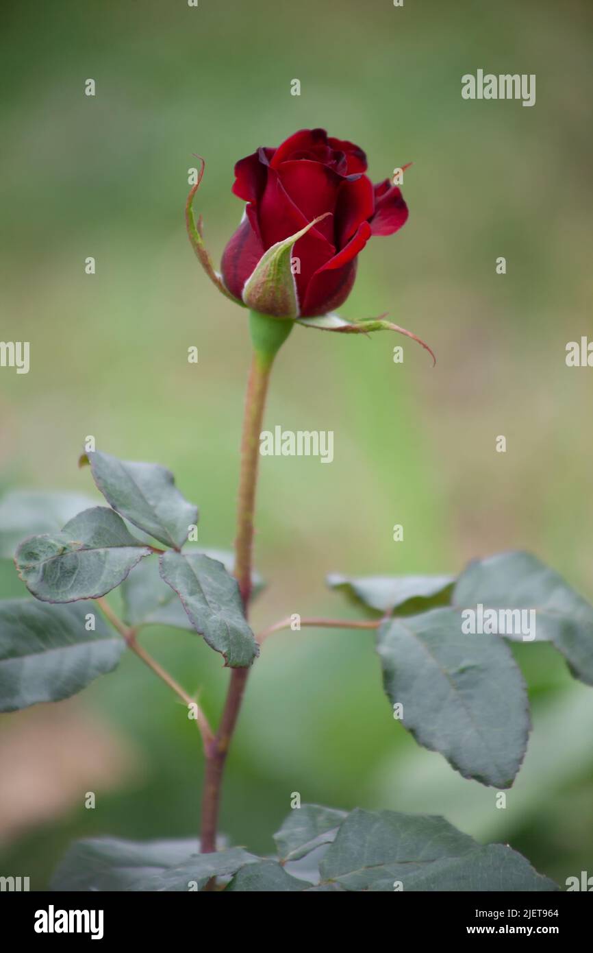 Kleine rote Rose wächst allein im Garten. Stockfoto