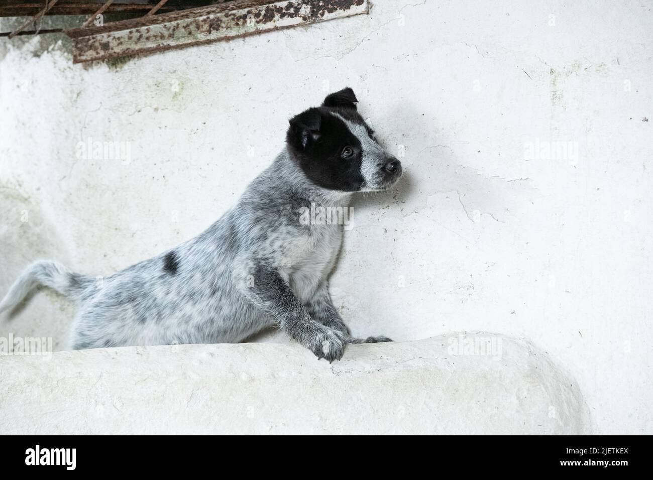 Border-Collie-Welpen Stockfoto