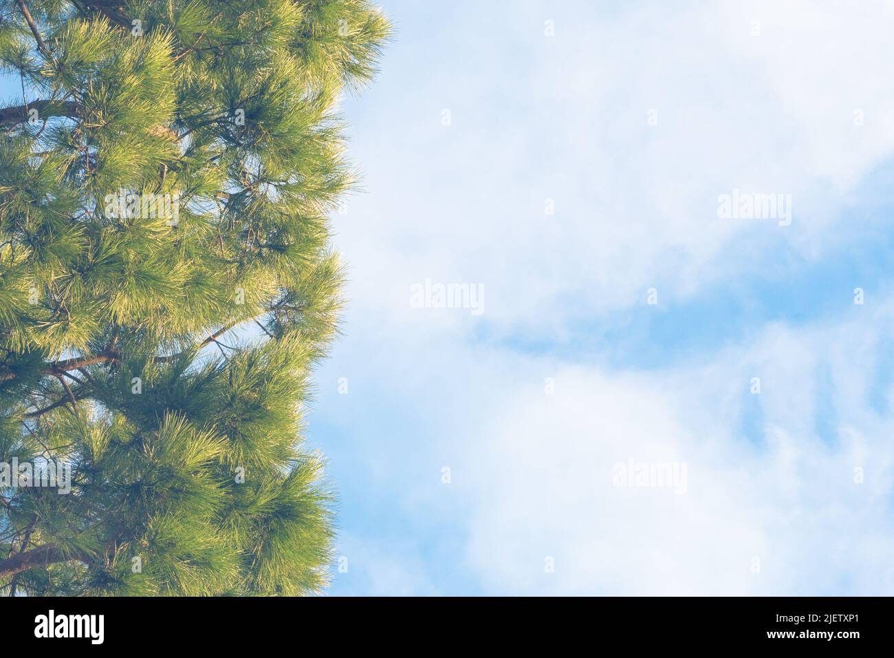 Grüne Zweige des Pinus taeda vor einem blauen Himmel mit weißen Wolken. Stockfoto