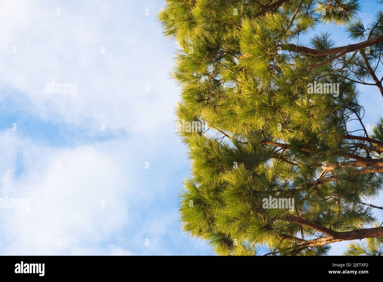 Grüne Zweige des Pinus taeda vor einem blauen Himmel mit weißen Wolken. Stockfoto