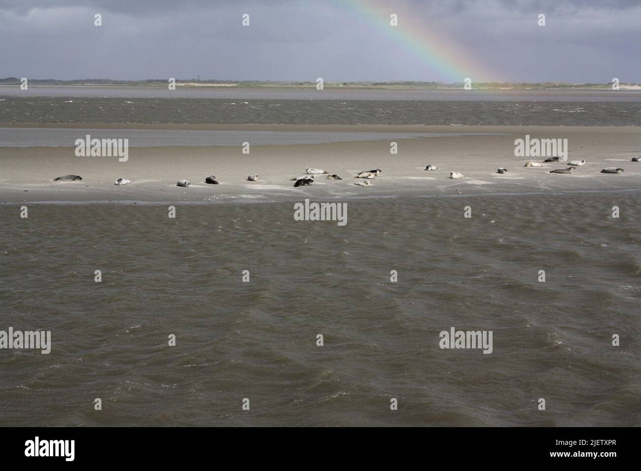 Robben auf einer Sandbank unter einem Regenbogen in der Nähe der Insel Langeoog Stockfoto