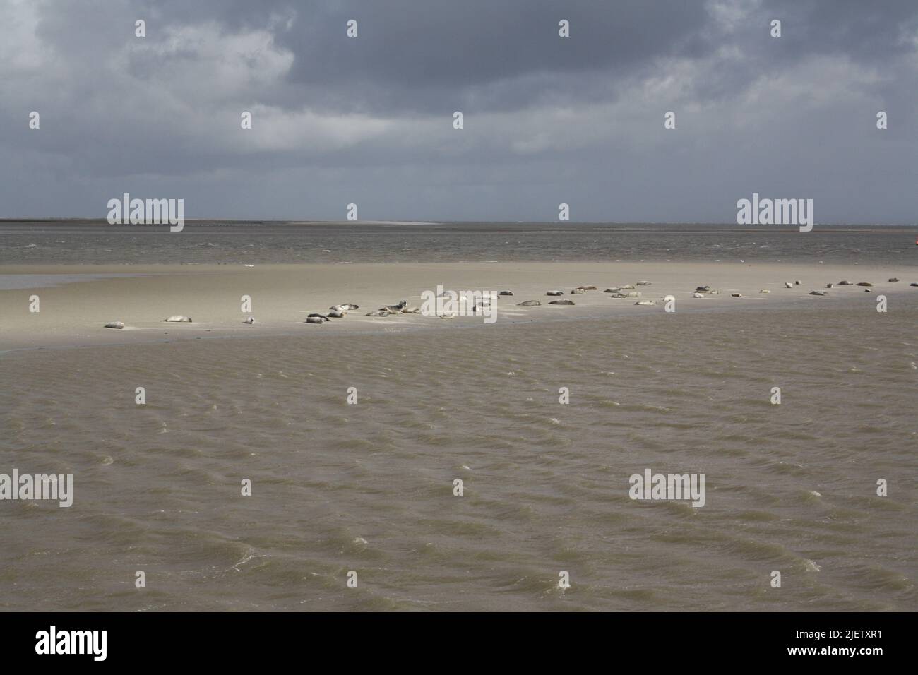 Robben auf einer Sandbank in der Nähe der Insel Langeoog Stockfoto