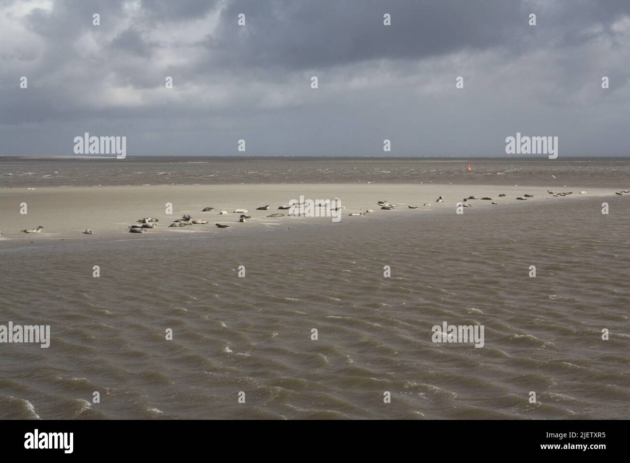 Robben auf einer Sandbank in der Nähe der Insel Langeoog Stockfoto