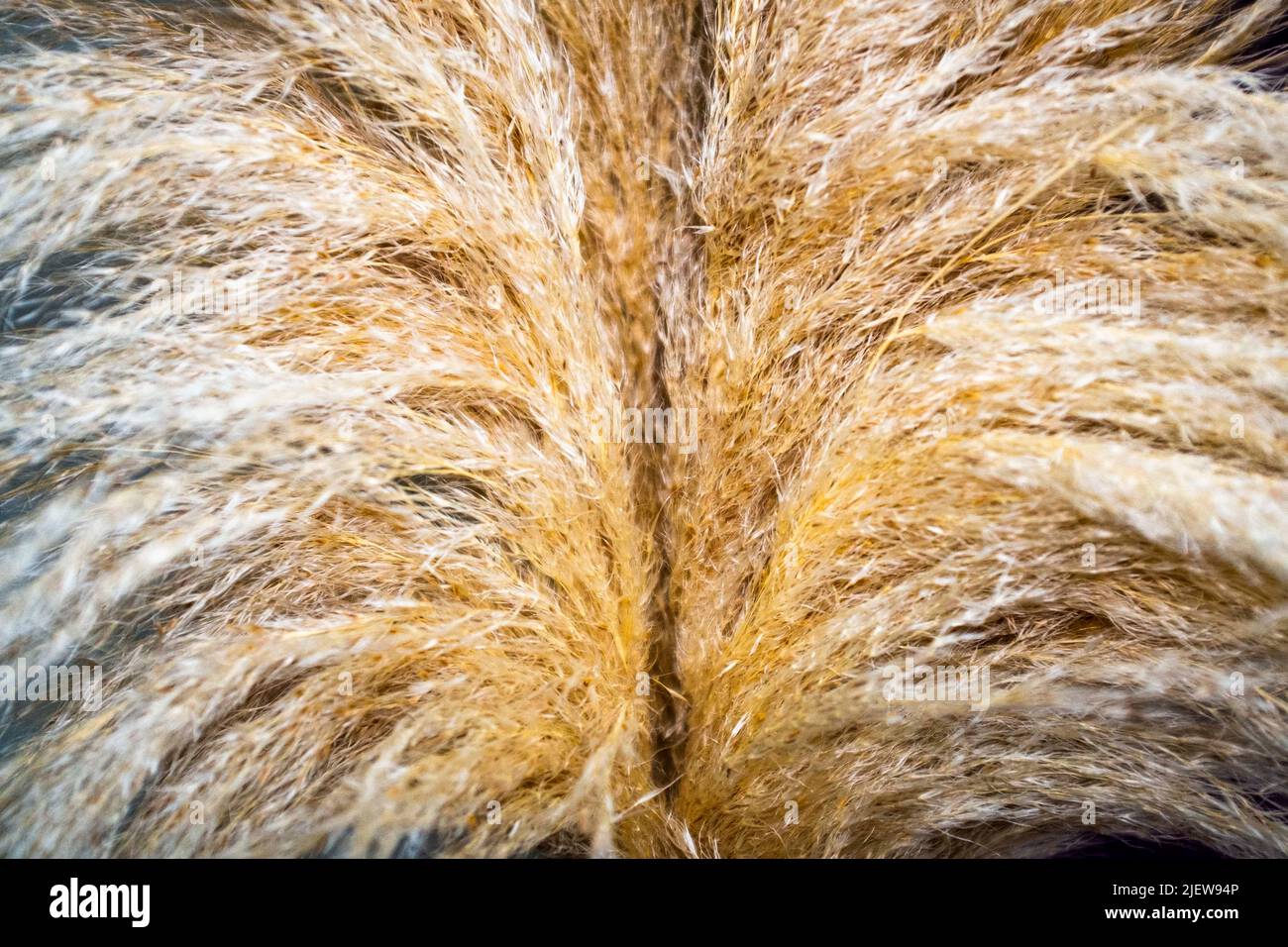 Zimmerpflanzen Pampa Gras in Vase Stockfoto