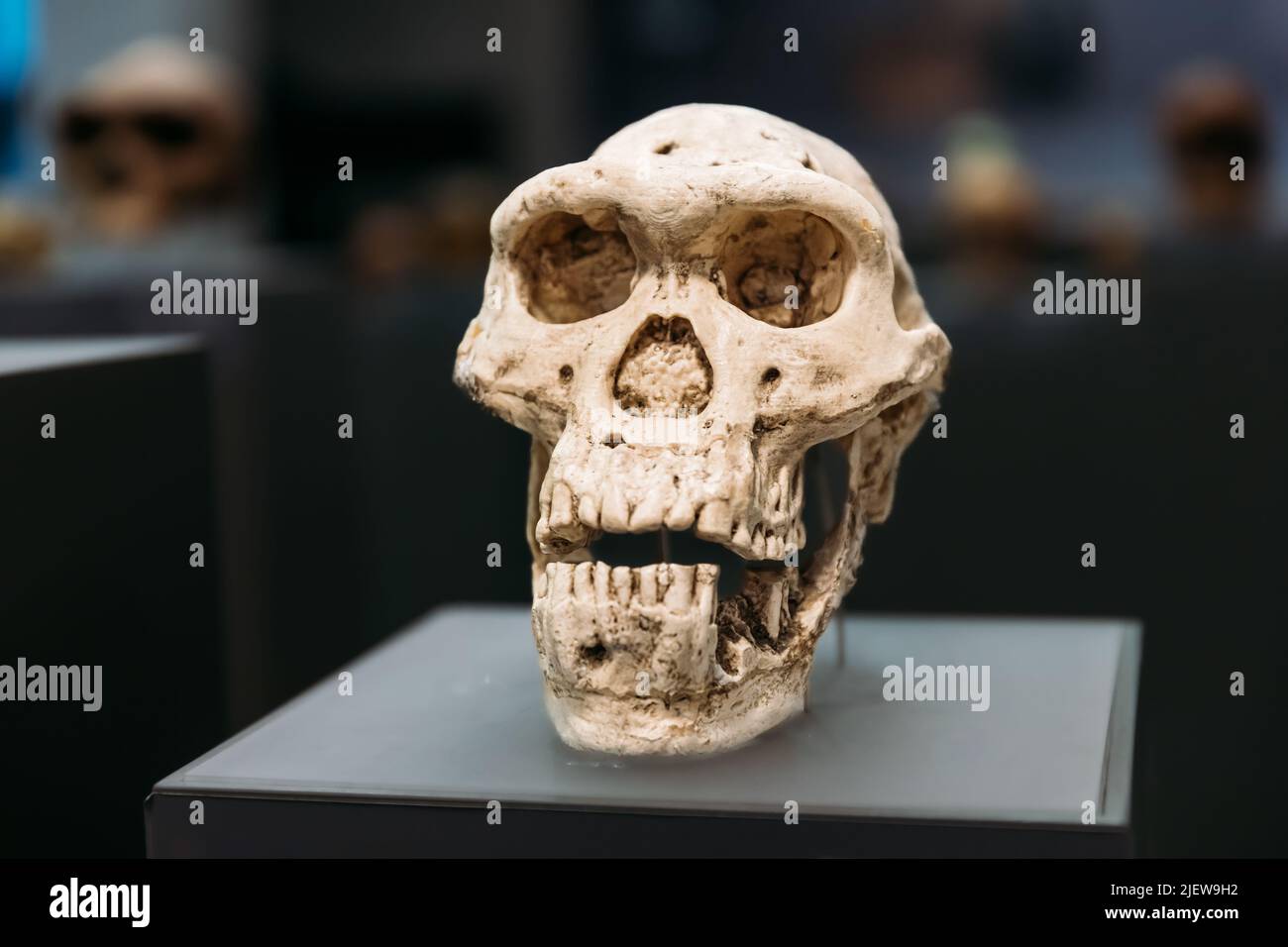 Homo Erectus Schädel. Homo Erectus bedeutet "aufrechter Mann" ist eine ausgestorbene Spezies des archaischen Menschen aus dem Pleistozän, mit seinem frühesten Vorkommen über Stockfoto