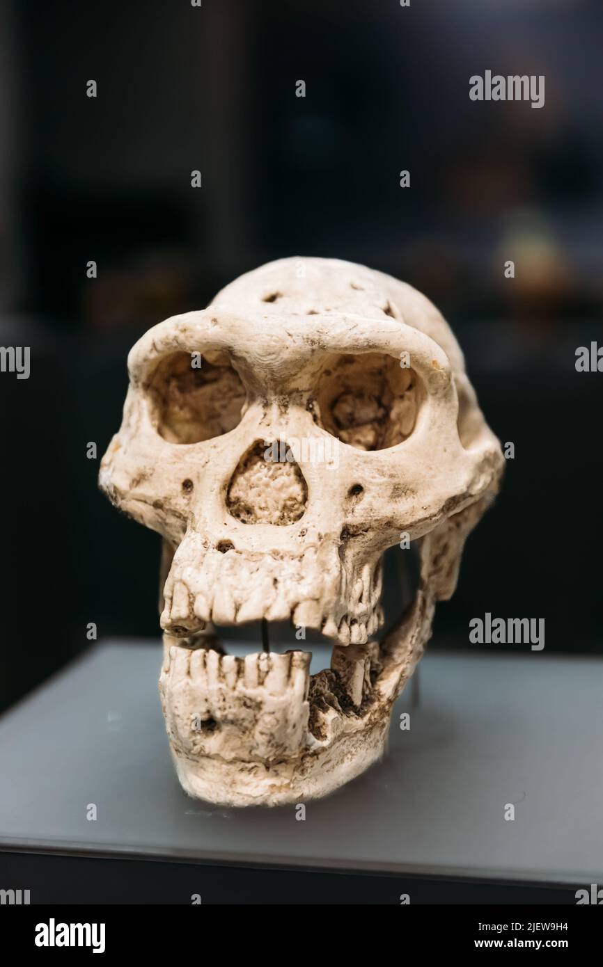Tiflis, Georgien. Georgian National Museum. Homo Erectus Schädel. Homo Erectus bedeutet „aufrechter Mann“ und ist eine ausgestorbene Spezies archaischer Menschen aus der PLE Stockfoto