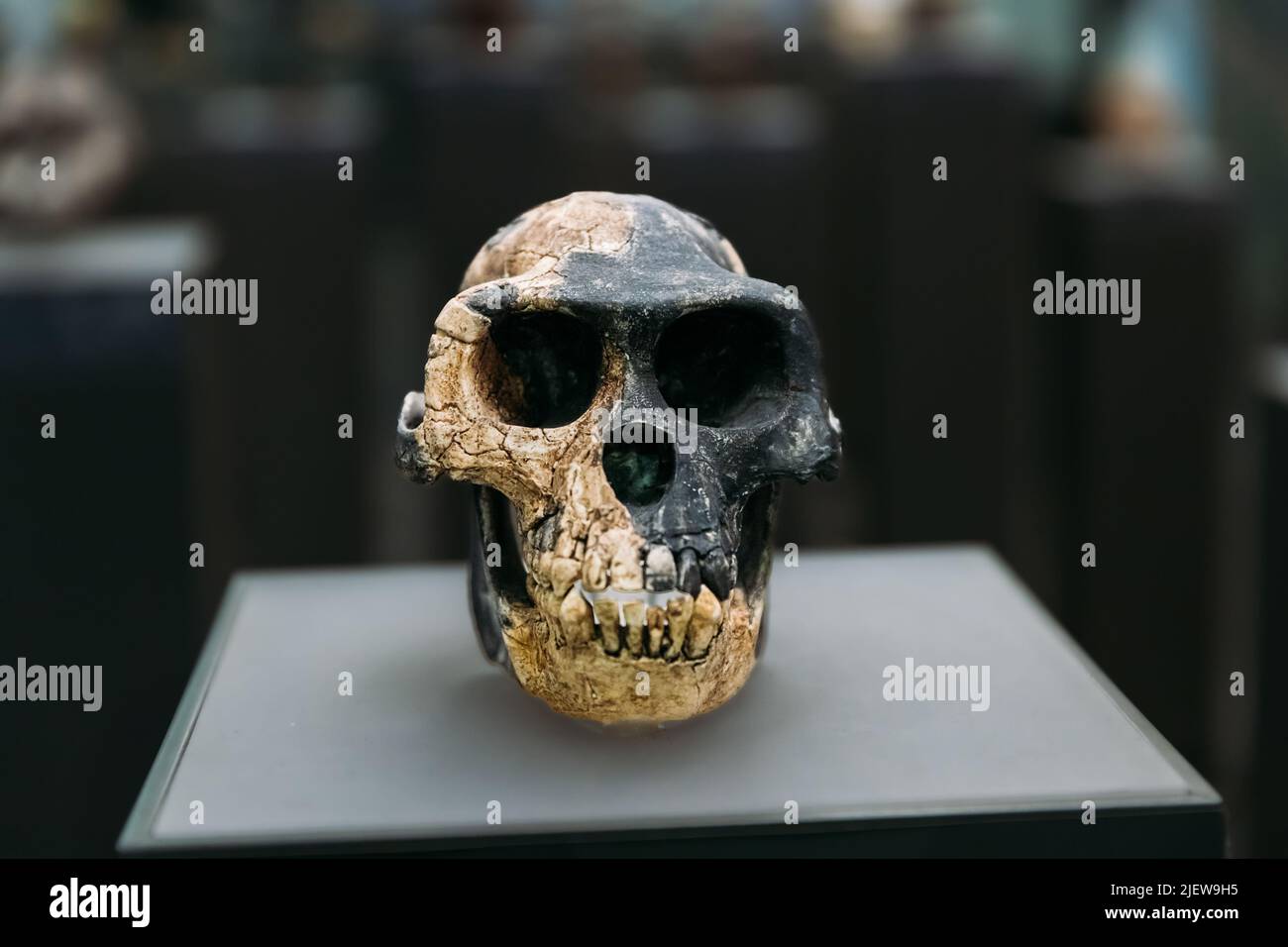 Ardipithecus Ramidus Schädel. Datiert Auf 4,4 Millionen Jahre Zurück. Ara-VP-6/500 in Aramis, Äthiopien, entdeckt. Tiflis, Georgien. Georgian National Museum. A Stockfoto