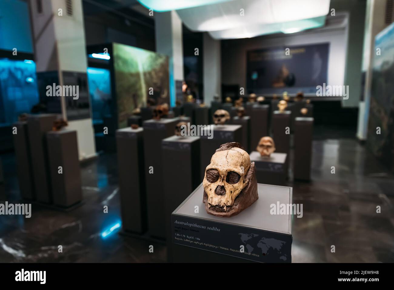 Museum Allgemeine Ansicht Der Prähistorischen Schädel, Einschließlich Australopithecus Sediba Skull. Datiert Auf 1,95 - 1,78 Millionen Jahre. Holotyp Mh1. Habe ich entdeckt Stockfoto
