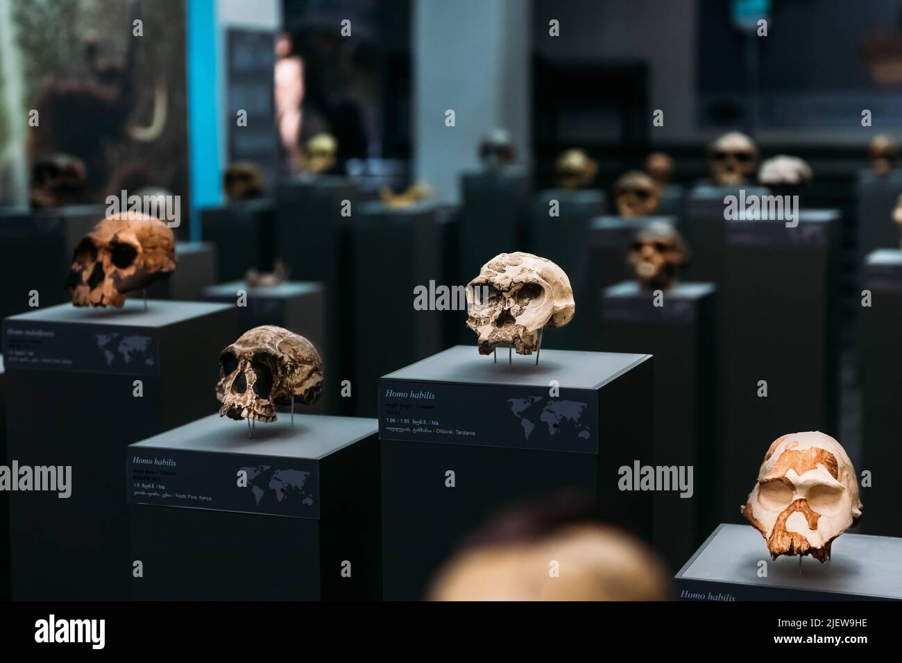 Tiflis, Georgien. Georgian National Museum. Allgemeine Ansicht Der Prähistorischen Schädel, Einschließlich Homo Habilis Schädel. Datiert Auf 1,9 - 1,8 Millionen Jahre. Di Stockfoto