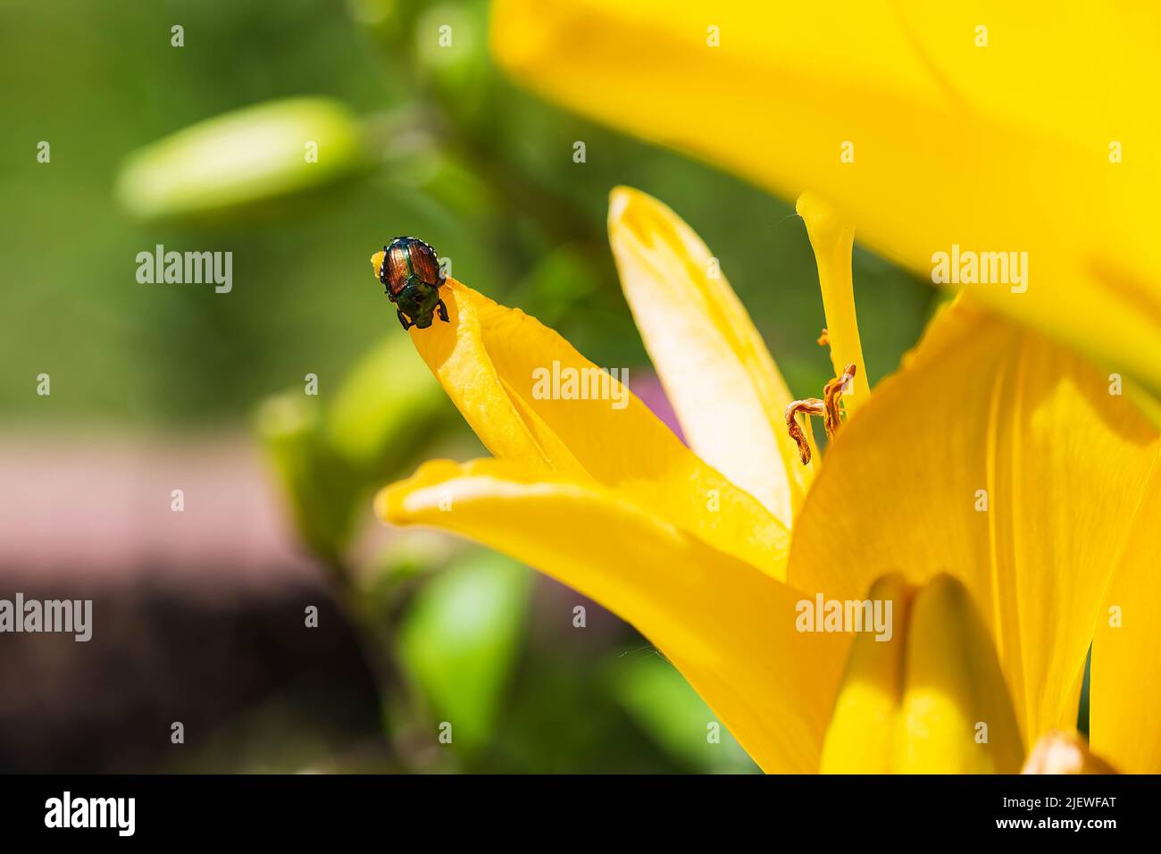 Japanischer Käfer greift eine gelbe Lilie im mittleren Garten an Stockfoto