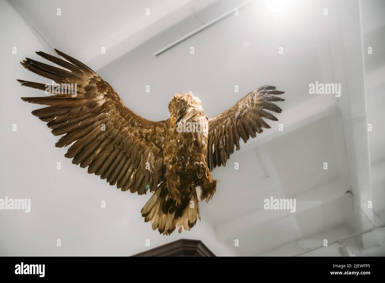 Dummy Von Haliaeetus Albicilla. Die mit dem Seeadler gefüllte Präparierin. Stuffed Wild Animal Stand Im Museum. Konzepte Für Wildtiere. Mitglied Der Familie Accip Stockfoto