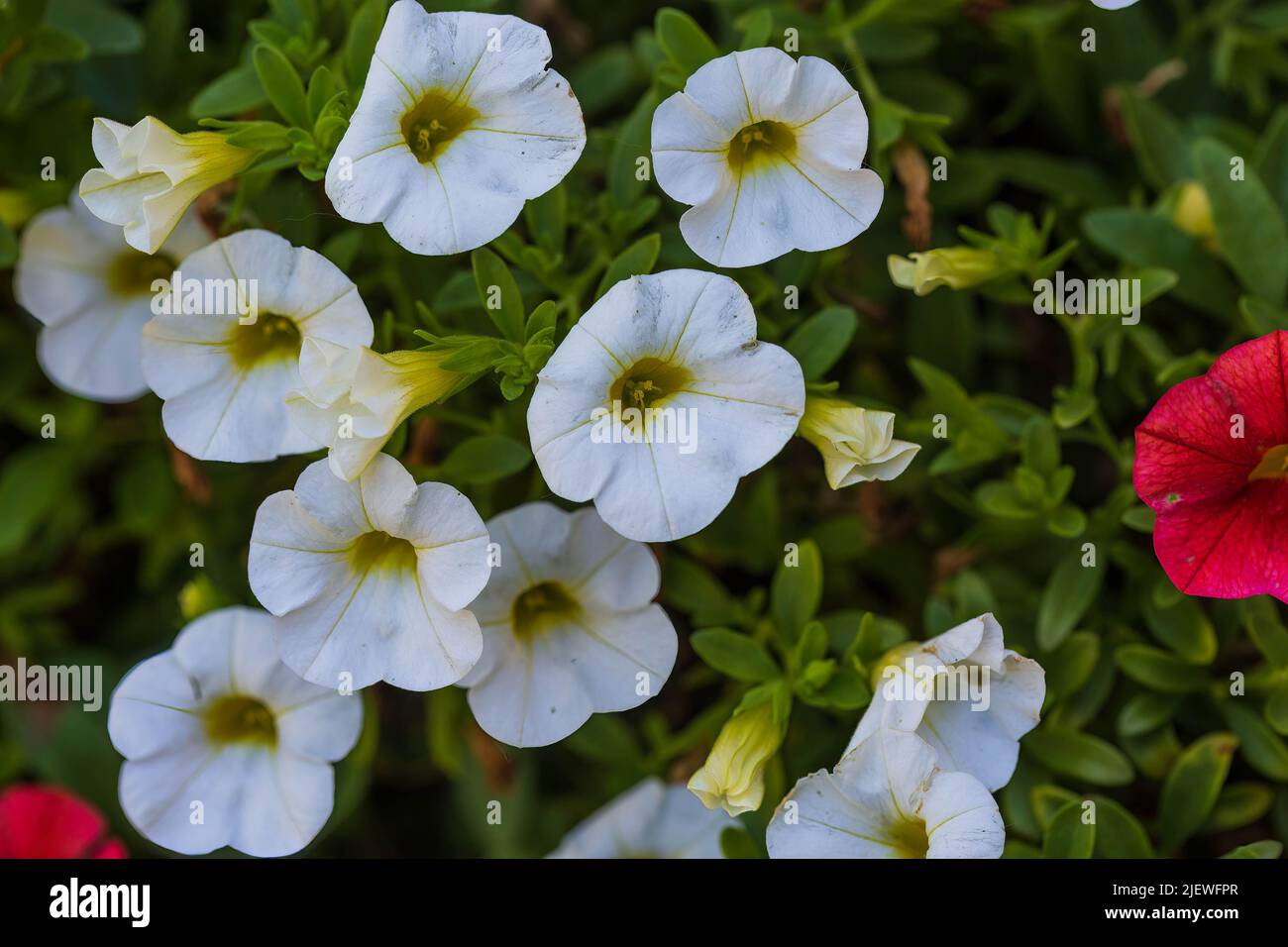 Nahaufnahme von weißen Millionen Glocken Blumen wachsen dicker jeden Tag Stockfoto