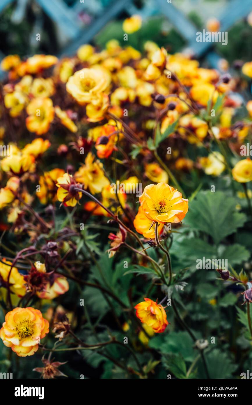Gelbe Geum Blumen im Garten oder Park, Gartencenter. Ideen für Gartenarbeit und Pflanzung in einer neuen Saison. Vertikaler Blumenhintergrund. Selektiver Fokus, c Stockfoto