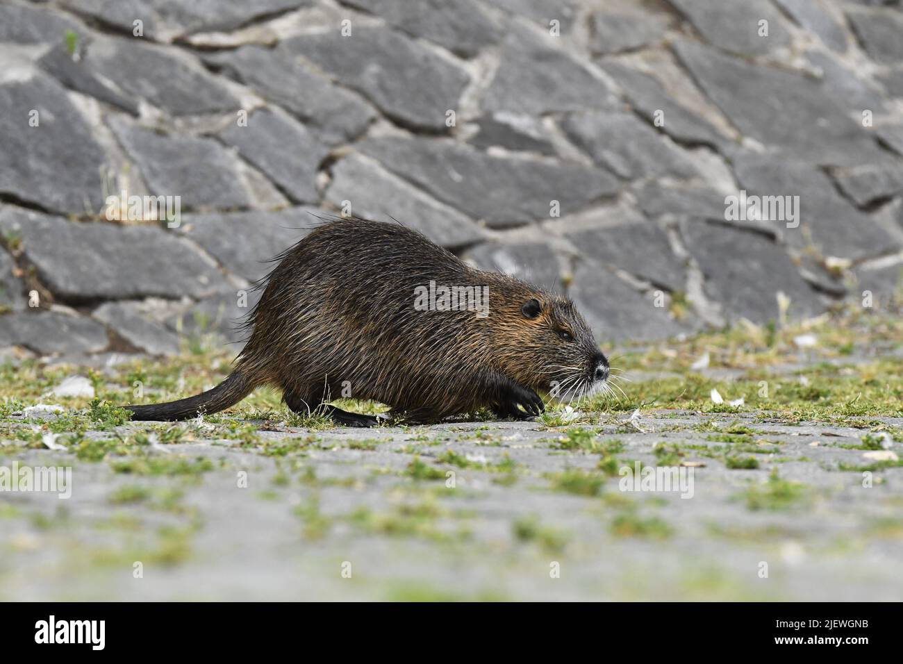 Nutria (Myocastor coypus) an der Moldau in Prag, Tschechien. Stockfoto