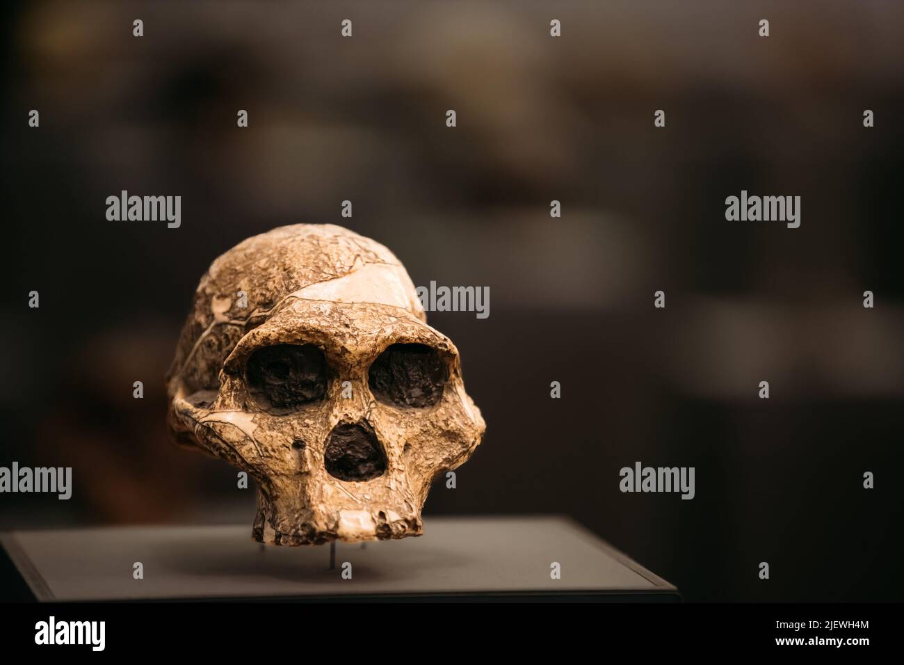 Australopithecus Africanus Schädel. Datiert Auf 2,0 Millionen Jahre Zurück. Entdeckt In Kalksteinhöhlen, Sterkfontein, Republik Südafrika. Prähistorische M Stockfoto