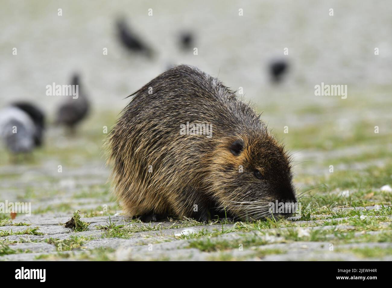 Nutria (Myocastor coypus) an der Moldau in Prag, Tschechien. Stockfoto