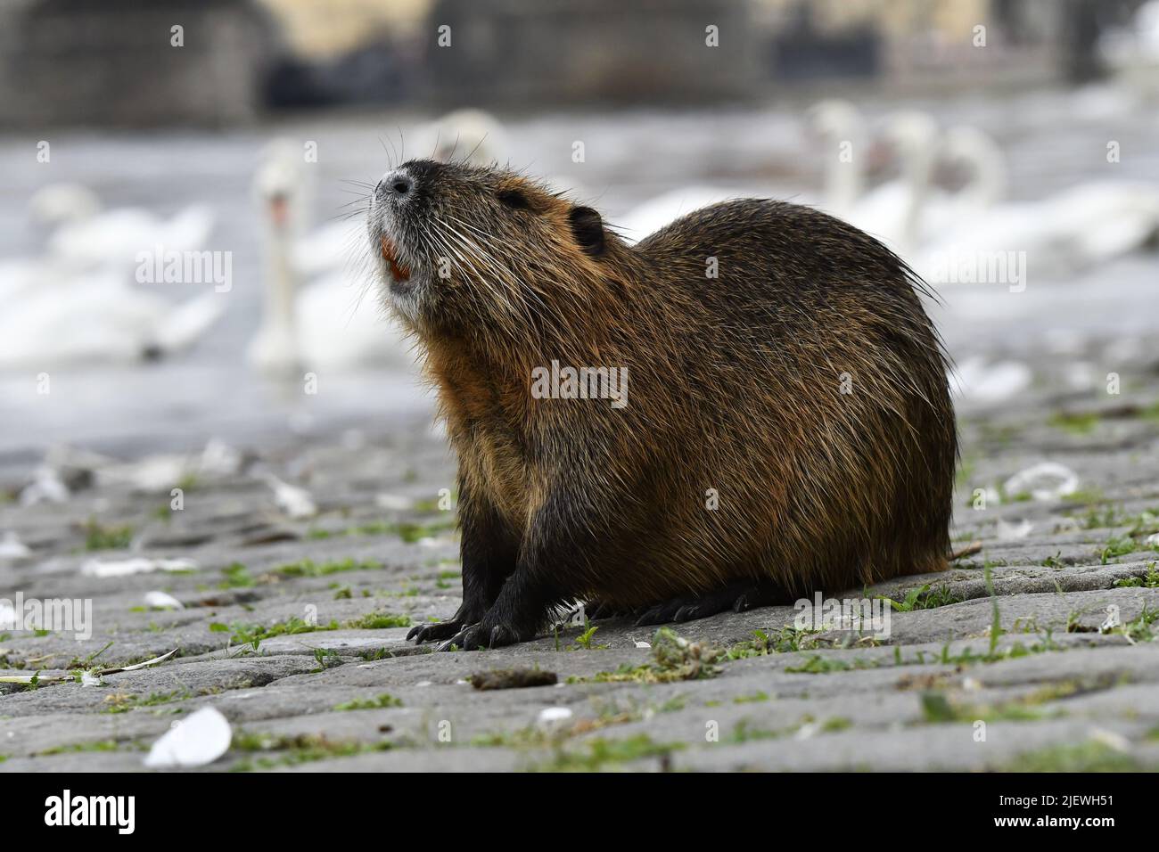 Nutria (Myocastor coypus) an der Moldau in Prag, Tschechien. Stockfoto