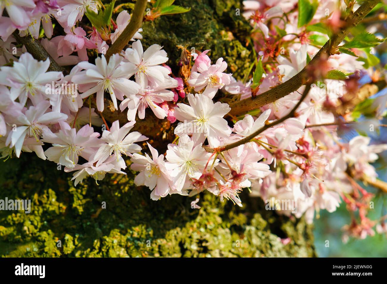 Kirschblüten im britzer Garten in Berlin. Im Frühling blühen diese wunderschön aussehenden Blumen in voller Pracht Stockfoto