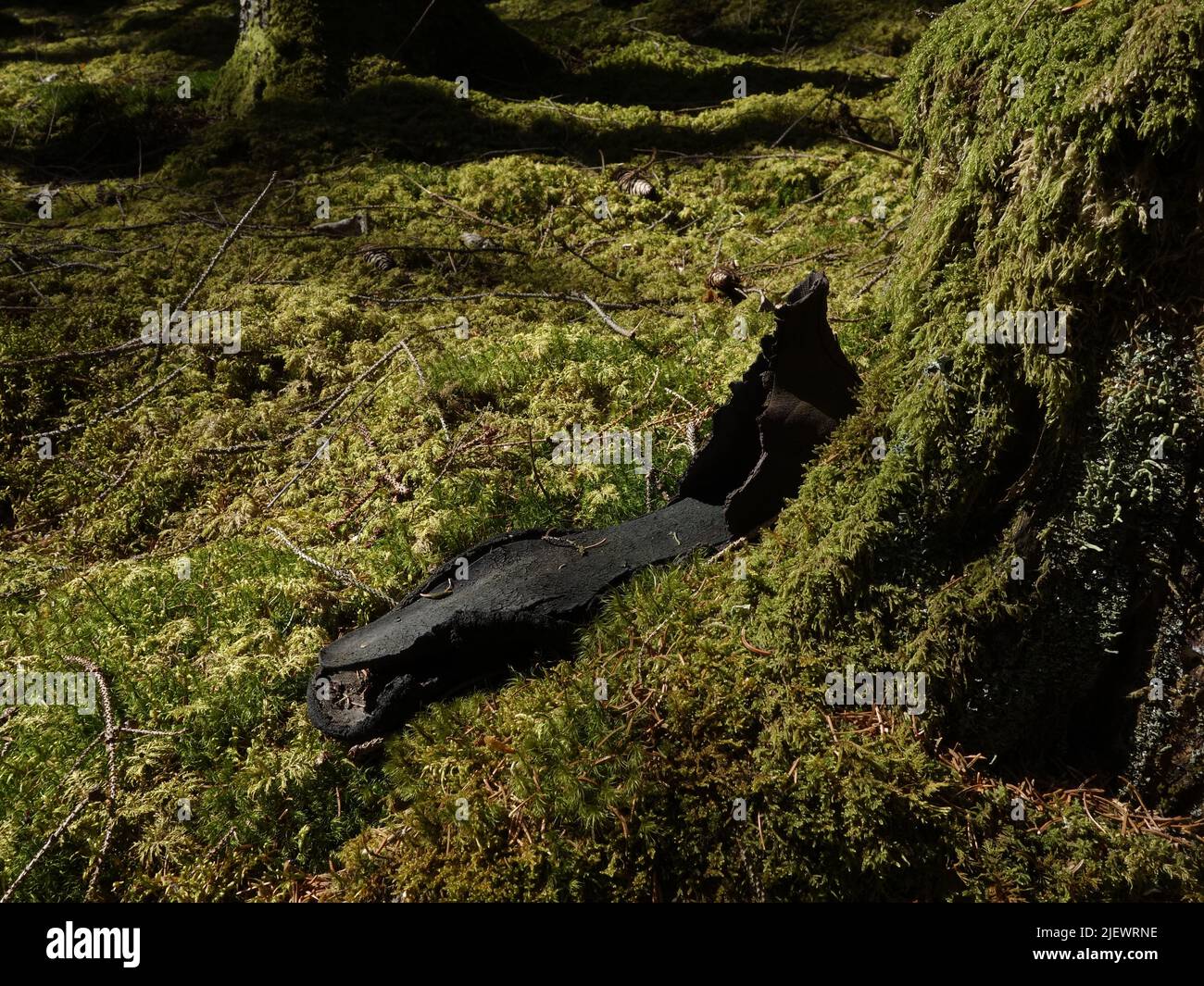 Eine abgenutzte Schuhsohle, die im Wald zurückgelassen wurde. Stockfoto